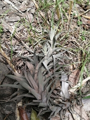 Tillandsia lajensis