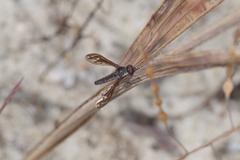 Aleucosia tridentata