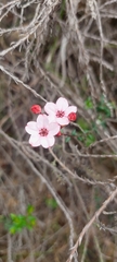 Adenandra