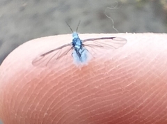 Prociphilus tessellatus