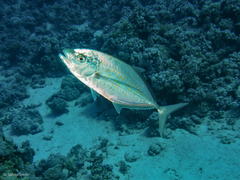 Flavocaranx bajad