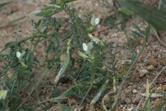 Vicia lutea