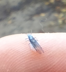 Prociphilus tessellatus