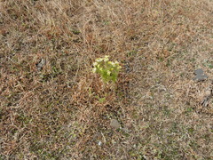 Eschenbachia stricta