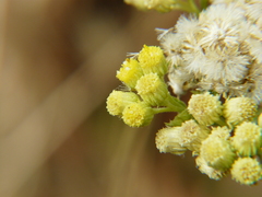 Eschenbachia stricta