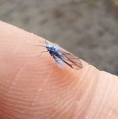 Prociphilus tessellatus