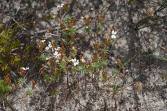 Stylidium repens