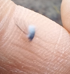 Prociphilus tessellatus