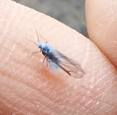 Prociphilus tessellatus