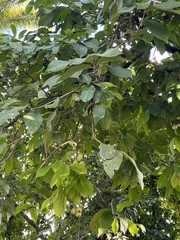 Syzygium malaccense
