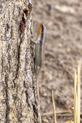 Trachylepis wahlbergii