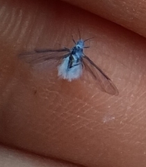 Prociphilus tessellatus