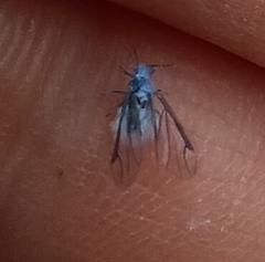 Prociphilus tessellatus