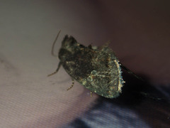 Elusa