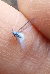 Prociphilus tessellatus