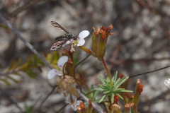 Aleucosia tridentata