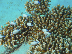 Dascyllus marginatus