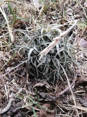 Tillandsia recurvata