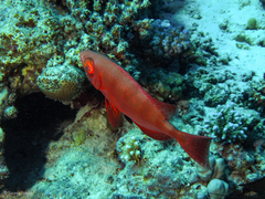 Priacanthus hamrur