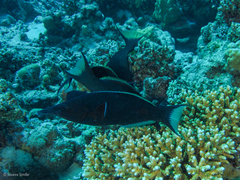 Gomphosus klunzingeri