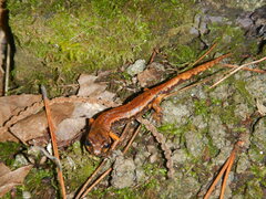 Speleomantes italicus