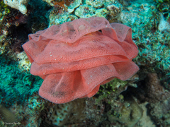 Hexabranchus sanguineus