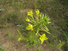 Oenothera rhombipetala