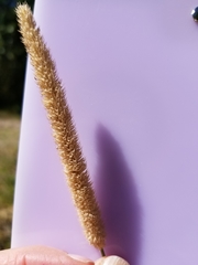 Phleum pratense pratense