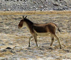 Equus kiang