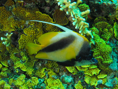 Heniochus intermedius