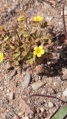 Oxalis laxa