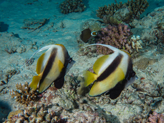 Heniochus intermedius