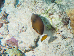 Sufflamen albicaudatum