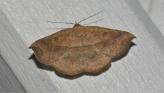 Pleuronodes apicalis