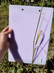 Phleum pratense pratense