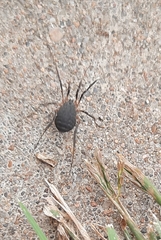 Eumesosoma