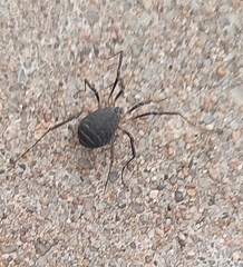 Eumesosoma
