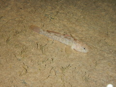 Padogobius bonelli