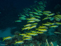 Mulloidichthys vanicolensis