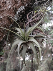 Tillandsia incarnata