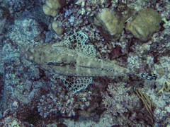 Papilloculiceps longiceps