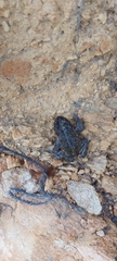 Capensibufo tradouwi