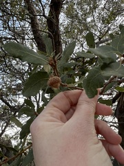 Quercus engelmannii