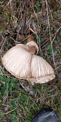 Macrolepiota