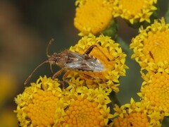 Stictopleurus scutellaris