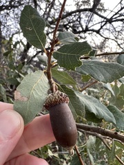 Quercus engelmannii