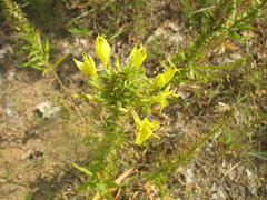 Oenothera rhombipetala