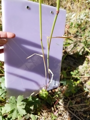 Phleum pratense pratense