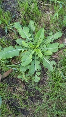 Sonchus asper
