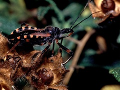 Rhynocoris